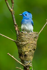 Black-naped monarch perched on the nest and feeding the chicks