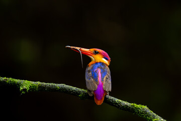 Oriental-Dwarf Kingfisher or Black-Backed Kingfisher perched on tree branch with the kill in beak