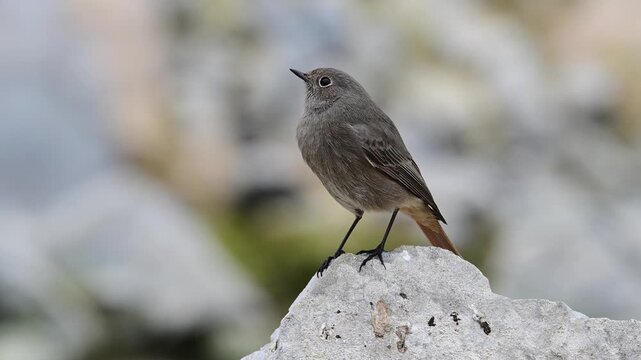 Black redstart // Hausrotschwanz (Phoenicurus ochruros)