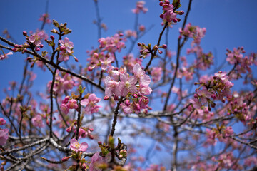 梅の花。春の梅園。