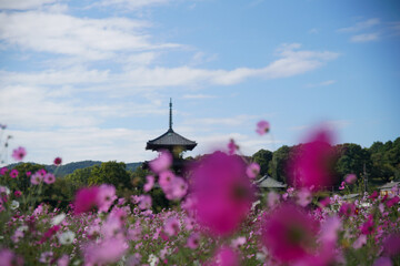 法起寺のコスモス