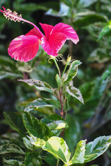 Blush & Bloom: Tropical Elegance in Full Color