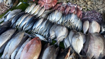 Fresh Fish Display with Variety of Silver and Pink Fish at Market