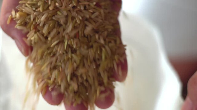 Close up of hand open bag of Milk stage rice or Young rice milk is a powerhouse of fiber, B vitamins, and essential minerals. It's easily digestible, subtly sweet, and packed with health benefits.