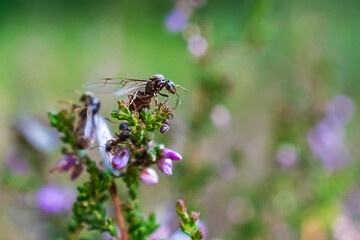 Flying ant resting on heather flower in summer meadow in Germany. Breeding season in ants