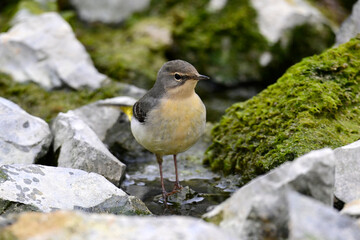young Grey wagtail // junge Gebirgsstelze (Motacilla cinerea)
