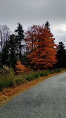 autumn in the forest