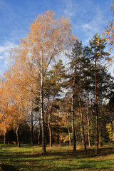 Colorful forest landscape in the fall season