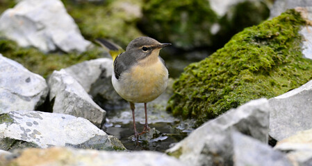 junge Gebirgsstelze // young Grey wagtail (Motacilla cinerea)