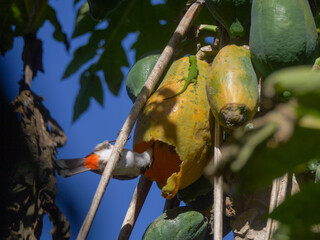 Red Whiskered Bulbul bird eating ripe papaya on tree