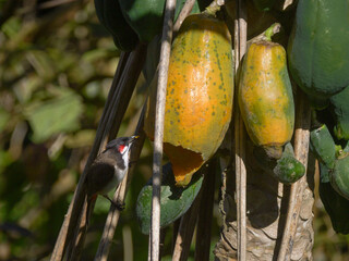 Red Whiskered Bulbul bird eating ripe papaya on tree
