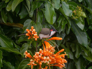 Red Whiskered Bulbul bird perching on tree with orange creeper plant