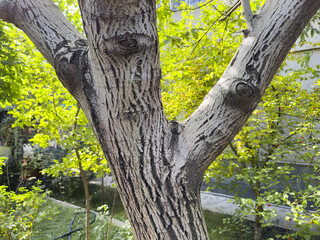 Old tree, tree with thick branches, white tree. A tree trunk with a few holes in it. The trunk is brown and has a few white spots