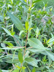 Close-Up of Green Plant Leaves in Garden &ndash; Fresh Natural Foliage in Sunlight