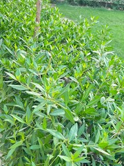 Dense Green Bushes in Garden – Natural Leafy Plants with Fresh Outdoor Foliage