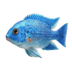 Elegant blue fantasy fish png magical fish png swimming fish png blue fish png fantasy creature png ocean fish png aquatic fish png decorative fish png artistic fish png fish png transparent