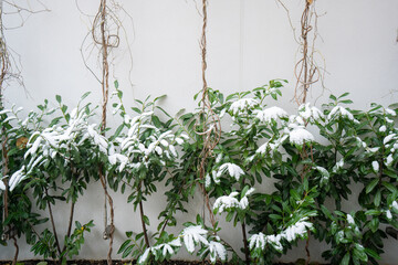 Green plants in the snow, the first snow