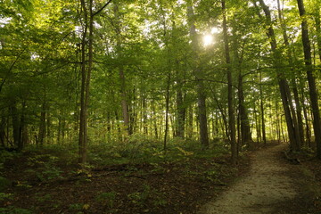 morning in the forest