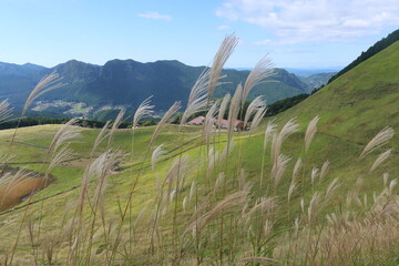曽爾高原のすすき