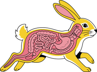 Colorful rabbit anatomy diagram, vector illustration showing internal organs, educational biology art for science, veterinary, or classroom use, minimalist style with cross-section view