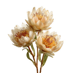 leucadendron flowers png delicate png arranged png botanical png plant png floral png natural png blooms png bouquet png transparent background image