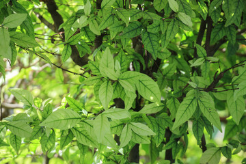 Natural plant green leaf in garden environment ecology background