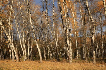 Natural autumn background with birch forest and orange leaves