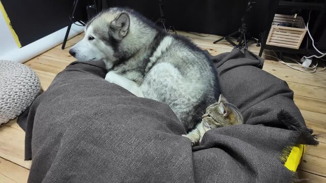A malamut dog and a small cat are peacefully resting side by side on a large comfy bed. The room has a warm ambiance, making it an ideal spot for relaxation.