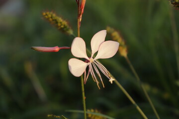Gaura Flower in Golden Sunlight with Soft Bokeh