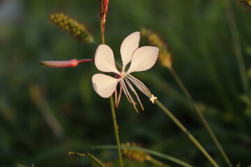 Gaura Flower in Golden Sunlight with Soft Bokeh