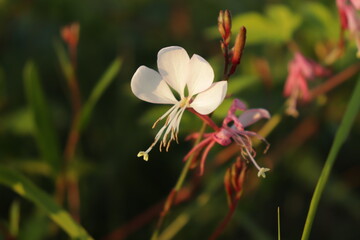 Gaura Flower in Golden Sunlight with Soft Bokeh