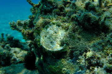 Seashell of bivalve mollusc Thorny oyster (Spondylus gaederopus) on sea bottom, Aegean Sea, Greece, Halkidiki, Pirgos beach