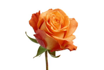 Close up of a single vibrant orange rose with water droplets isolated on transparent background