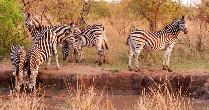 Herd of zebras drinks from a pond early in the morning.