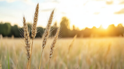 Naklejka premium Golden wheat stalks sway gently in sunlit field, capturing essence of warm sunset