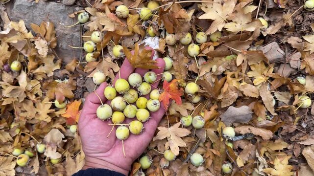Deer Apple: The Hidden Fruit of Cold Climates