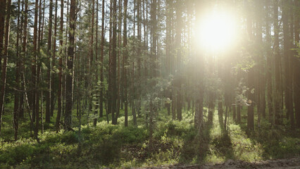 Driving plate through green pine forest on a sunny summer day