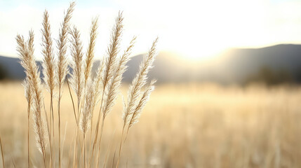 Obraz premium Golden light reflecting on gentle grass creates warm, natural atmosphere in serene landscape