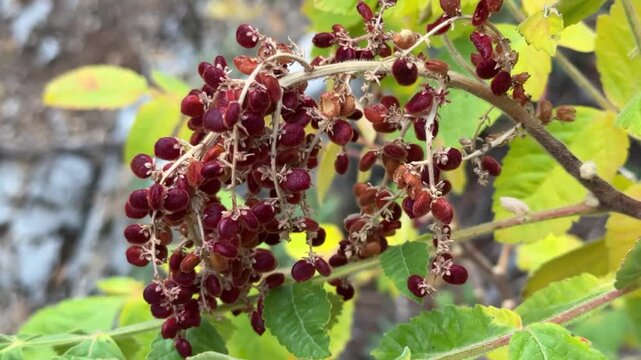 Natural sumac plant that is good for many ailments