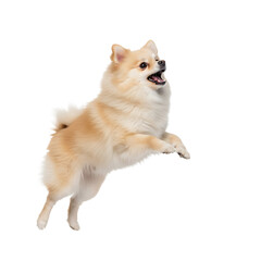 Obraz premium pomeranian dog Isolated on transparent background