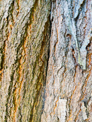 Tree bark texture close-up natural wood surface