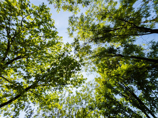 Green tree branches and blue sky background