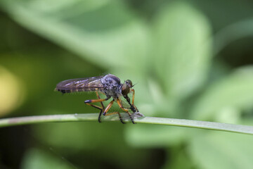 Fierce macro shot of predatory robber fly eating its insect prey on vibrant green leaf. This wildlife scene captures raw moment of survival in nature