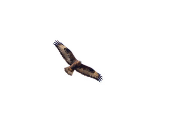  Long-legged Buzzard or a Crested Honey Buzzard isolated background