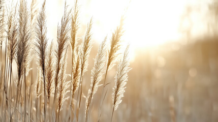 Fototapeta premium Golden sunlight illuminates tall grass, creating serene and tranquil atmosphere