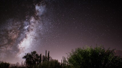 Fototapeta premium Beneath the vast expanse of the desert night, countless stars twinkle bright. The Milky Way stretches elegantly across the sky, surrounded by silhouettes of cacti and foliage.