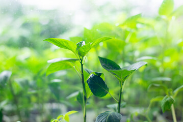 Lush Green Plant Growth Near Window With Bright Natural Light and Fresh Leaves