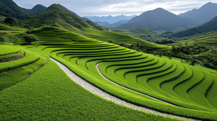 Fototapeta premium Lush green terraces create stunning landscape, showcasing beauty of nature design