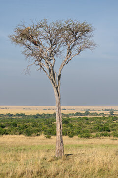 Master of the Canopy