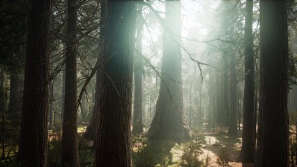 Naklejka premium Morning light dances through the dense canopy of a majestic forest. Tall trees stand proud amidst a tranquil atmosphere, creating a peaceful sanctuary for all to enjoy.
